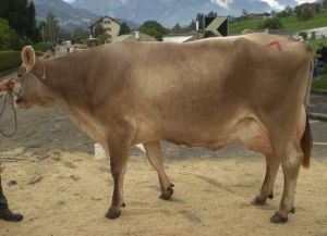 Schneuter Siegerin ltere Primel von Beat Studhalter